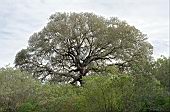 Oaks of the mediterranean maquis, Supramonte di Baunei